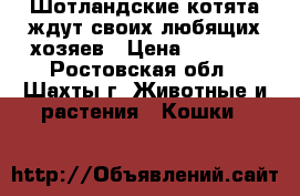Шотландские котята ждут своих любящих хозяев › Цена ­ 1 500 - Ростовская обл., Шахты г. Животные и растения » Кошки   